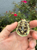 HI YELLOW Florida Box Turtle