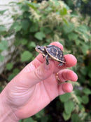 HI YELLOW Florida Box Turtle Baby