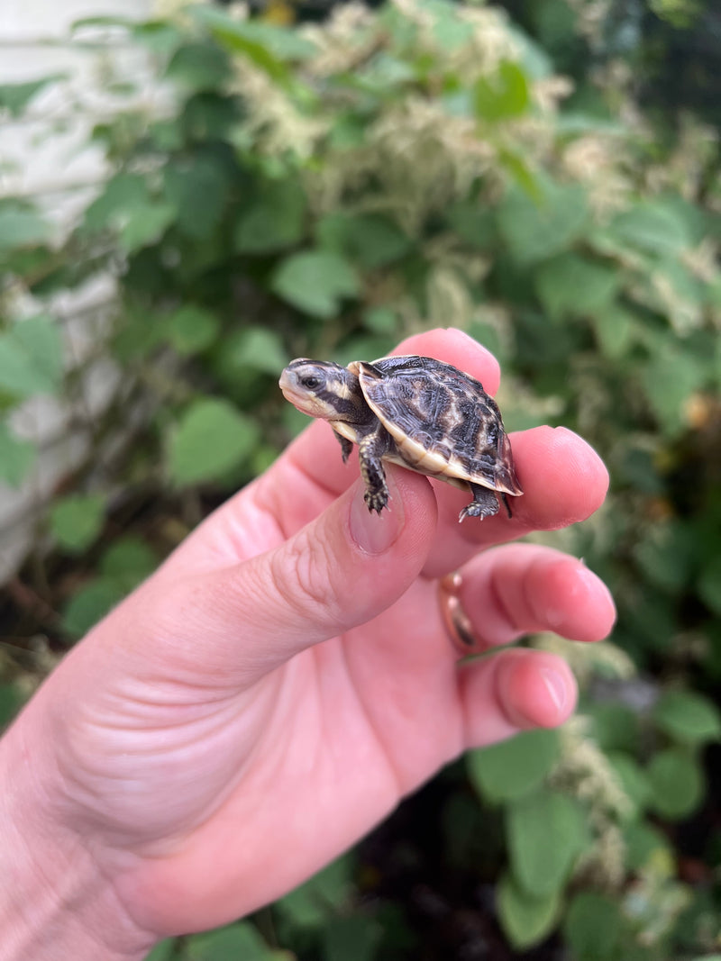 HI YELLOW Florida Box Turtle Baby