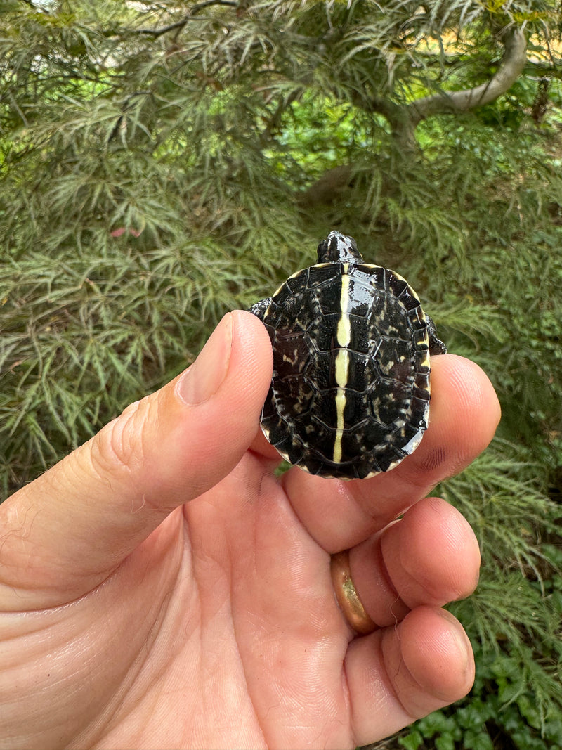 HI YELLOW Florida Box Turtle Baby 2024