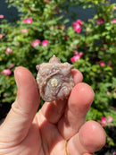 Albino Florida Snapping Turtle 2026