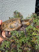 Chinese Big Head Turtle Adult Male