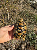 HI WHITE Leopard Tortoise 2024