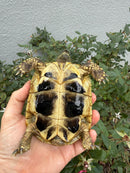 Eastern Hermann's Tortoise Adult Male