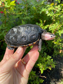 Ornate Diamondback Terrapin Male