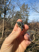 Pastel Reeves Turtle Baby 2025