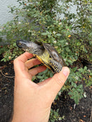Franco-Italian Pond Turtle Adult Male