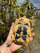 Libyan Greek Tortoise Adult Female