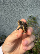 Hi Color Eastern Box Turtle Baby