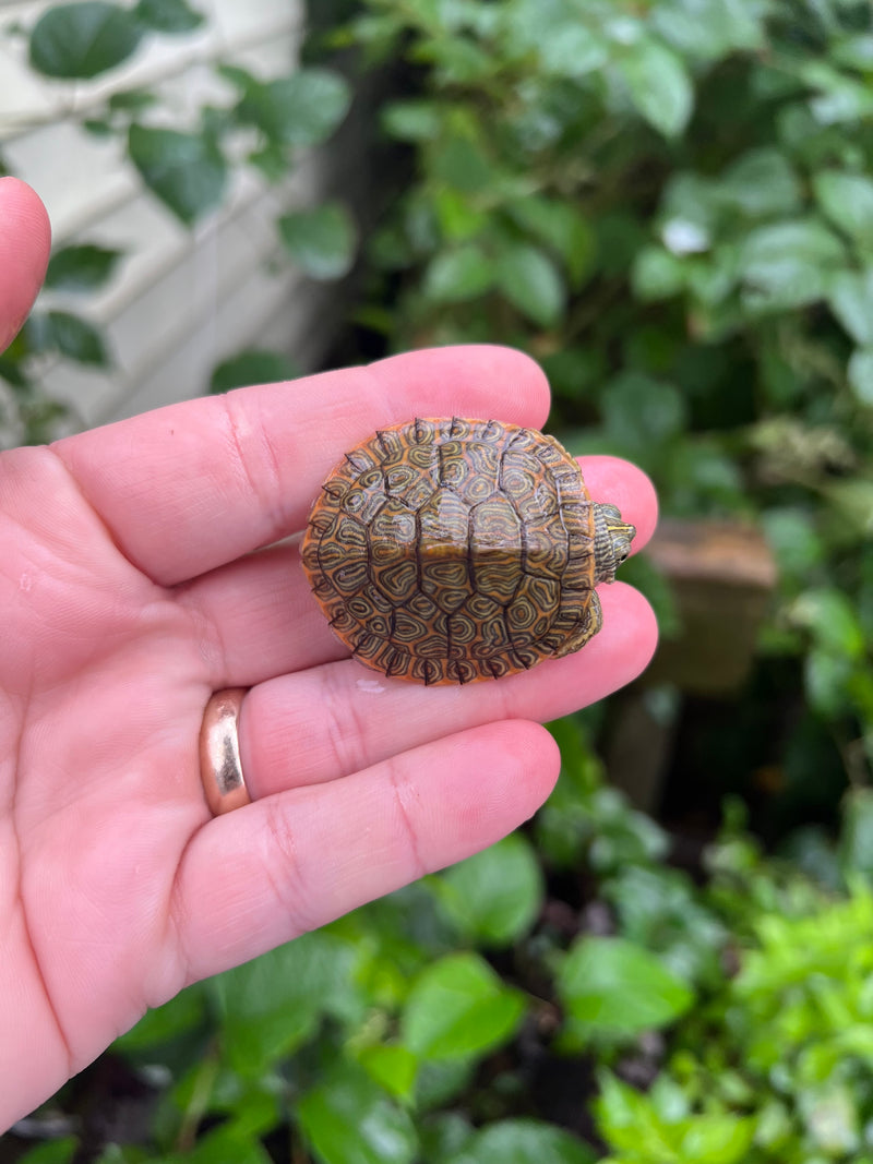 Hypomelanistic River Cooter Turtle Baby