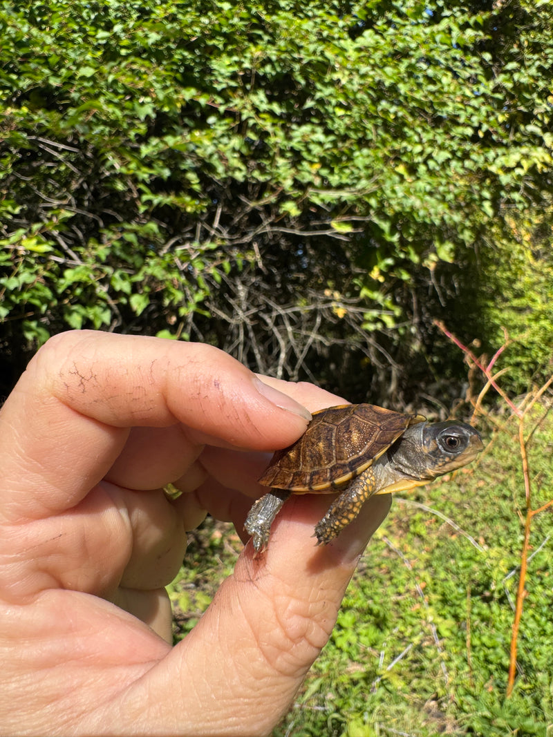 Hi Color Orange Baby Eastern Box Turtle