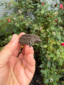 Alligator Snapping Turtle X Common Snapping Turtle