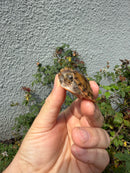 Hypo Stripe-necked Musk Turtle SUB Adult Female