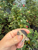 Hypomelanistic Common Snapping Turtle 2026
