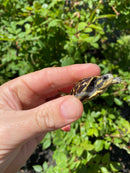 HI YELLOW Florida Box Turtle