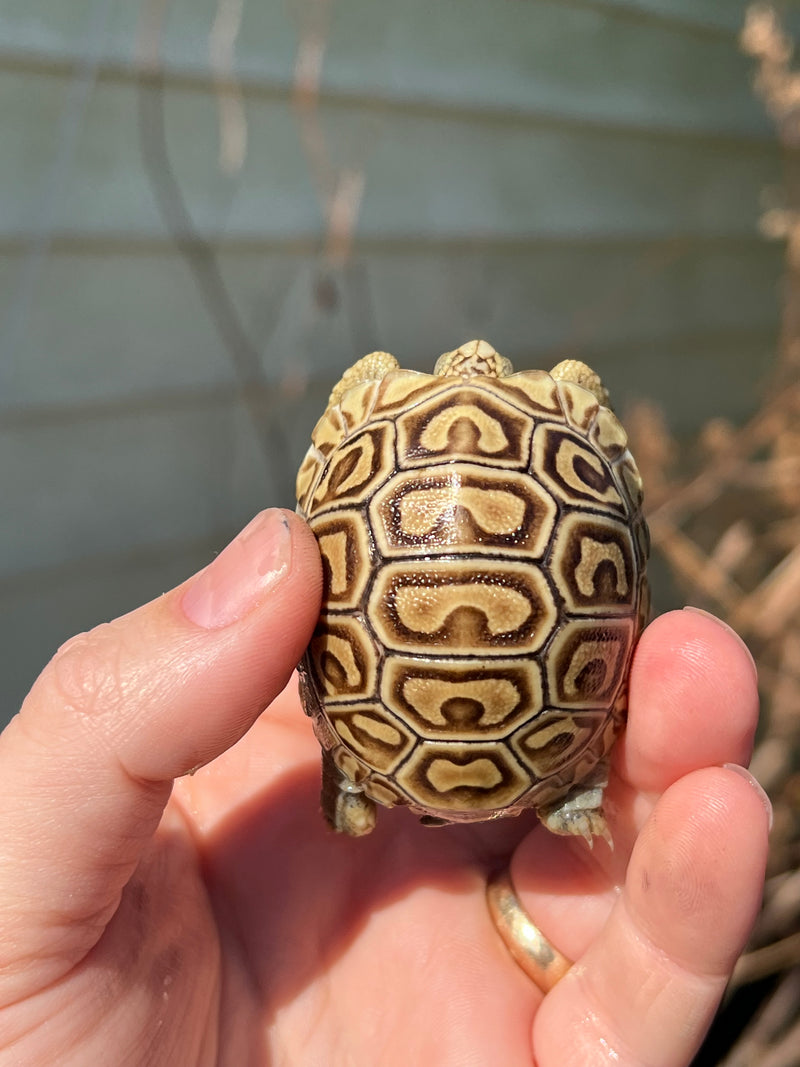 Leopard Tortoise 2024