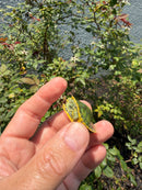 Pastel Picasso Red Eared Slider Turtle
