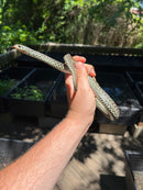 Florida Blue Garter Snake Adult Female