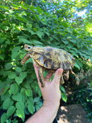 Homes Hinge-back Tortoise Adult Pair