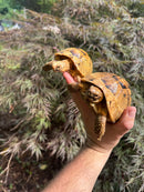 Syrian Golden Greek Tortoise Pair