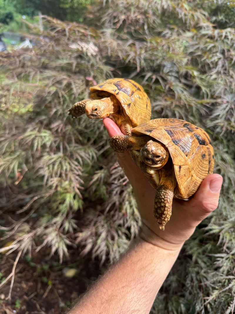 Syrian Golden Greek Tortoise Pair