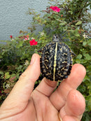 HI YELLOW Florida Box Turtle