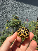 Sri Lankan Star Tortoise