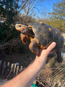 Barbados Red Foot Tortoise Adult Pair