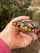 Pancake Tortoise Adult Female