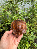 Spiny Hill Turtle CB 2025