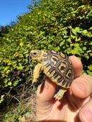 Leopard Tortoise 2024