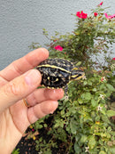 HI YELLOW Florida Box Turtle