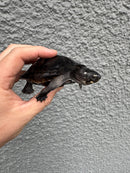 Black Marsh Turtle CH Juvenile