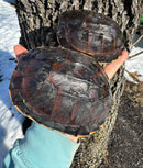 Mekong Snail-eating Turtle Adults (Malayemys subtrijuga)