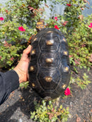 Red Foot Tortoise Adult Male