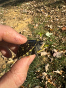 HI YELLOW Florida Box Turtle Baby 2024