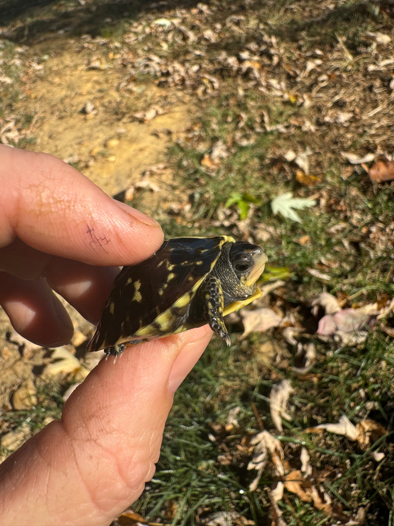 HI YELLOW Florida Box Turtle Baby 2024