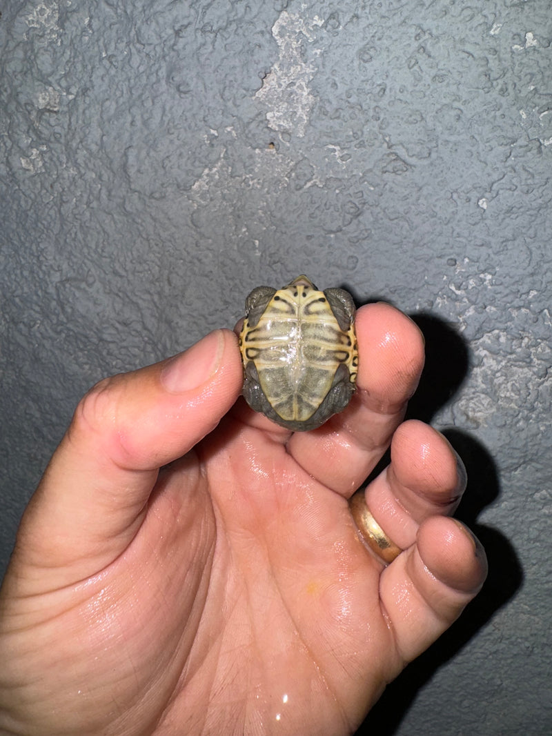 Hi White Concentric Diamondback Terrapin 2024