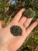 Vietnamese Mossy Tree Frog (Theloderma corticale)