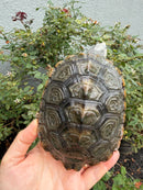Northern Diamondback Terrapin Adult Female