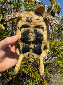 Libyan Greek Tortoise Adult Female