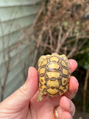 Leopard Tortoise 2024