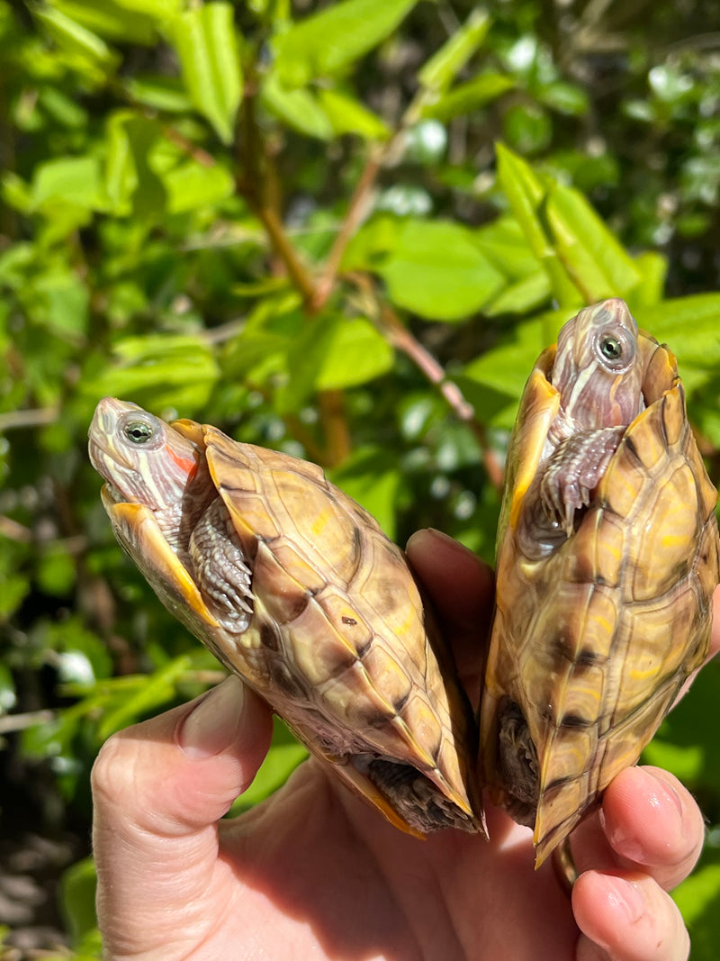 Hypo Translucent Red Eared Slider Turtle (3.5-5inch)  (Trachemys elegans)