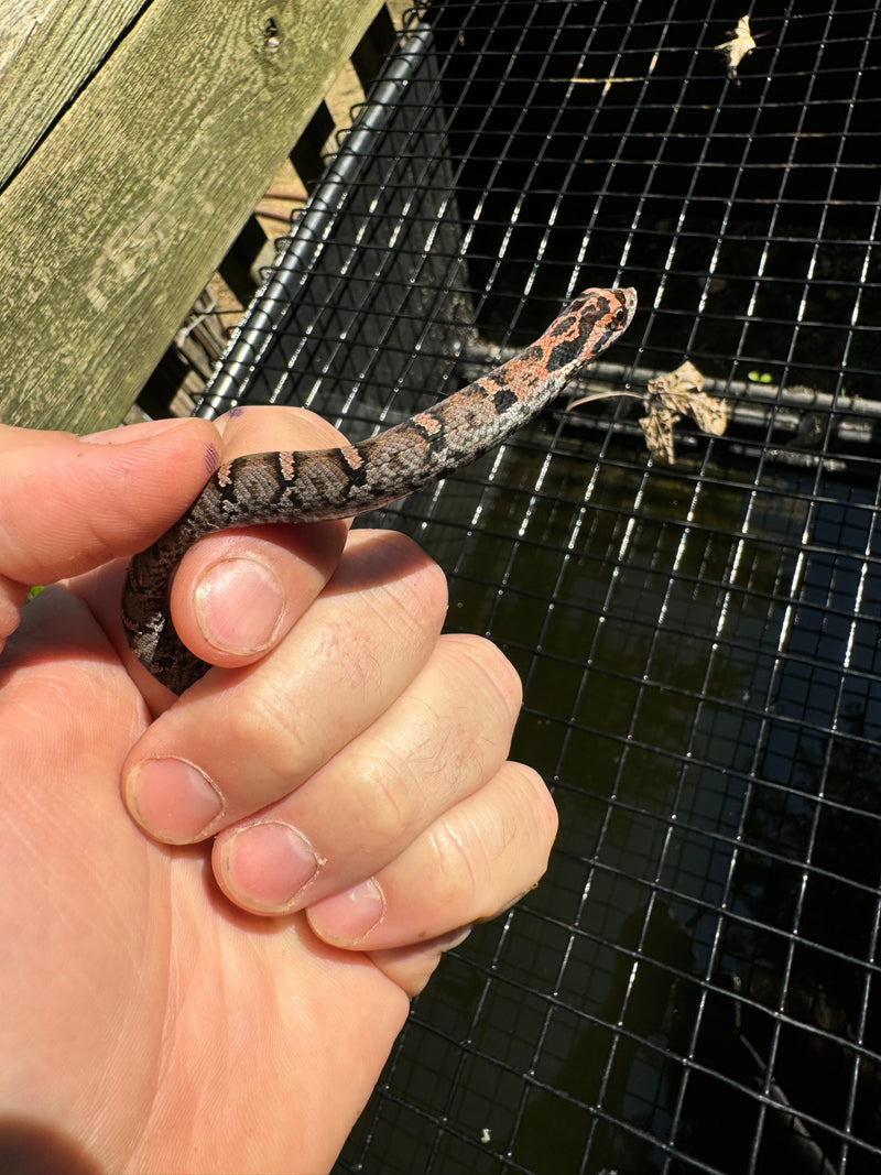 Red Eastern Hognose Snake 2024 Female