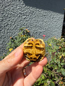 Sri Lankan Star Tortoise