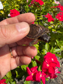 Hi Color Yellow Baby Eastern Box Turtle