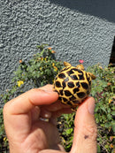 Sri Lankan Star Tortoise