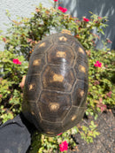 Red Foot Tortoise Adult Female