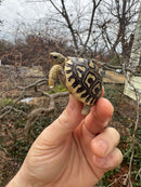 Leopard Tortoise 2026