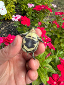 HI YELLOW Florida Box Turtle